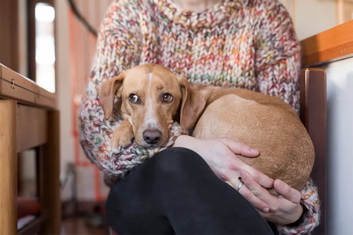 Embarrassed dog on person's laugh