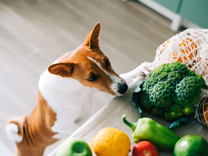 Curious Basenji dog puppy climbs on the table with fresh vegetables at home in the kitchen.