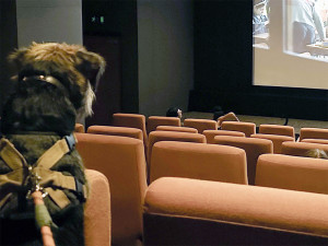 a dog watches a movie in a theater