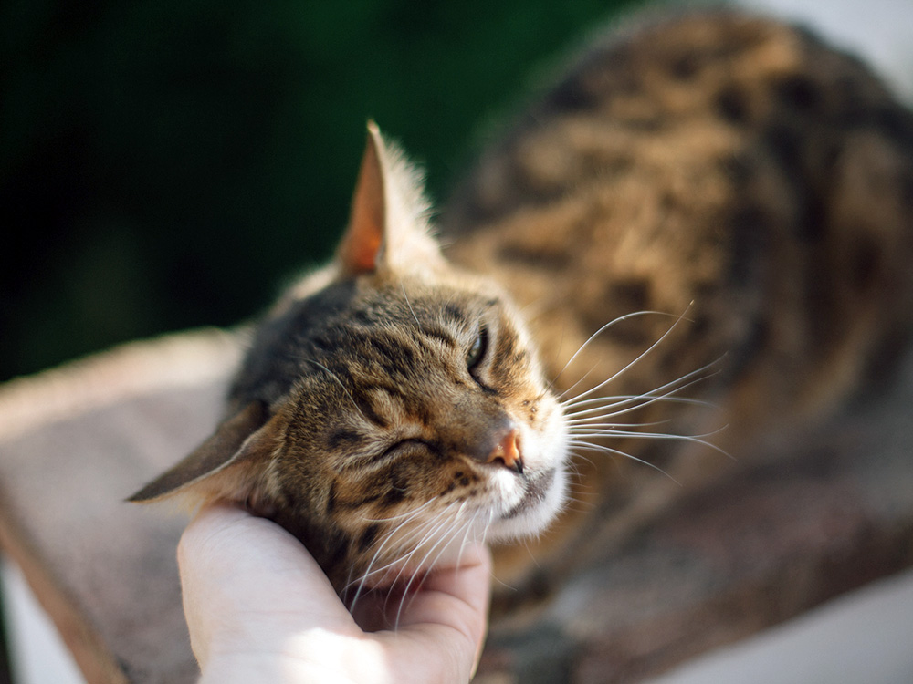 Cat nuzzling person's hand.