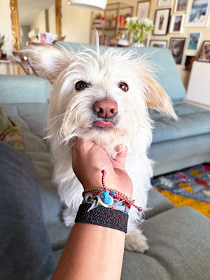 pic of a white dog sitcking his tongue out with a human hand under his chin