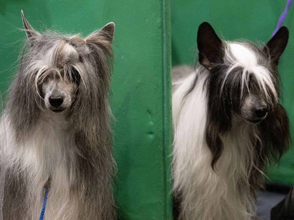 two chinese crested dogs at crufts