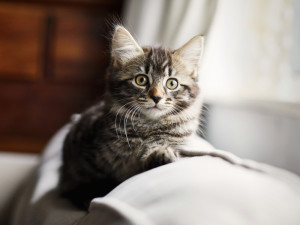 Tabby kitten sitting on the couch