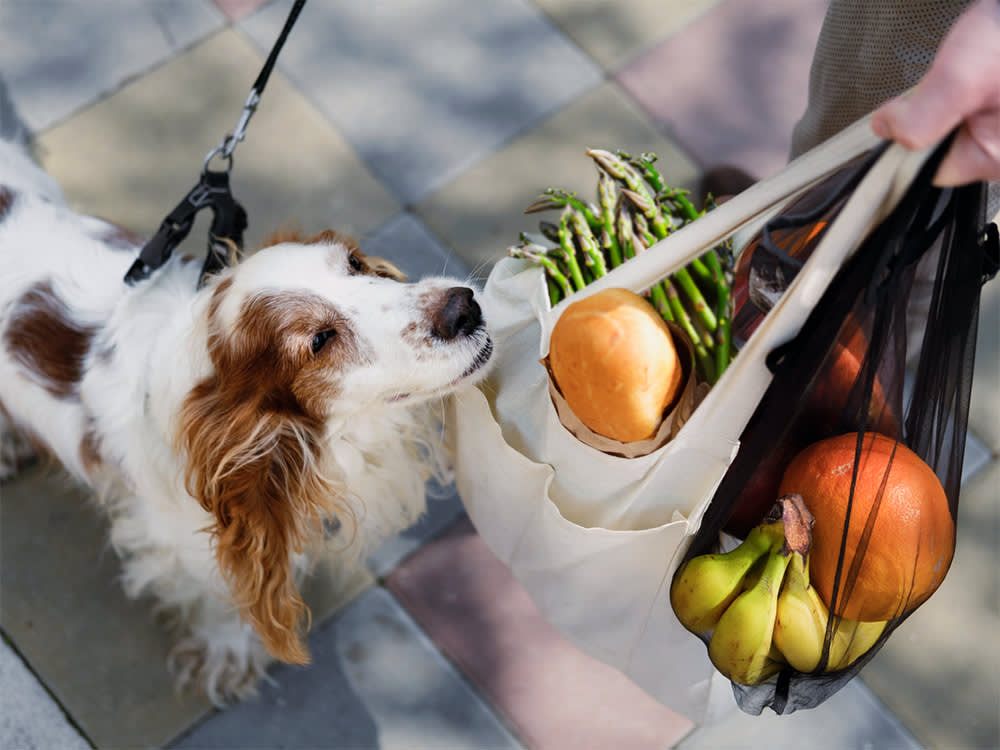 Dog sniffing grocery bag with asparagus.