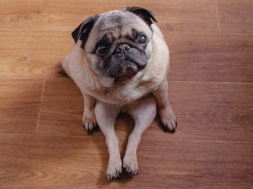 Pug dog sits on a wooden floor in the kitchen