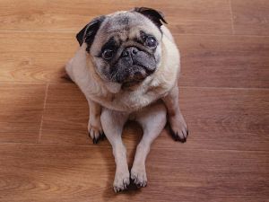 Pug dog scooting on a wooden floor in the kitchen