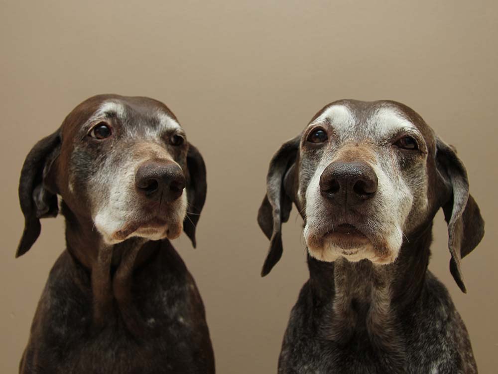 Old Dog” Vestibular Disease & Treatment · The Wildest