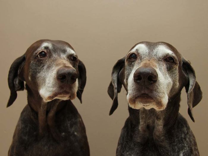 Two brown senior pointer dogs