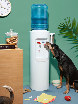 Dog licking water from an office water dispenser next to a desk with a reception label and various dog toys and treats littered around