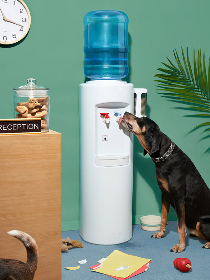 Dog licking water from an office water dispenser next to a desk with a reception label and various dog toys and treats littered around