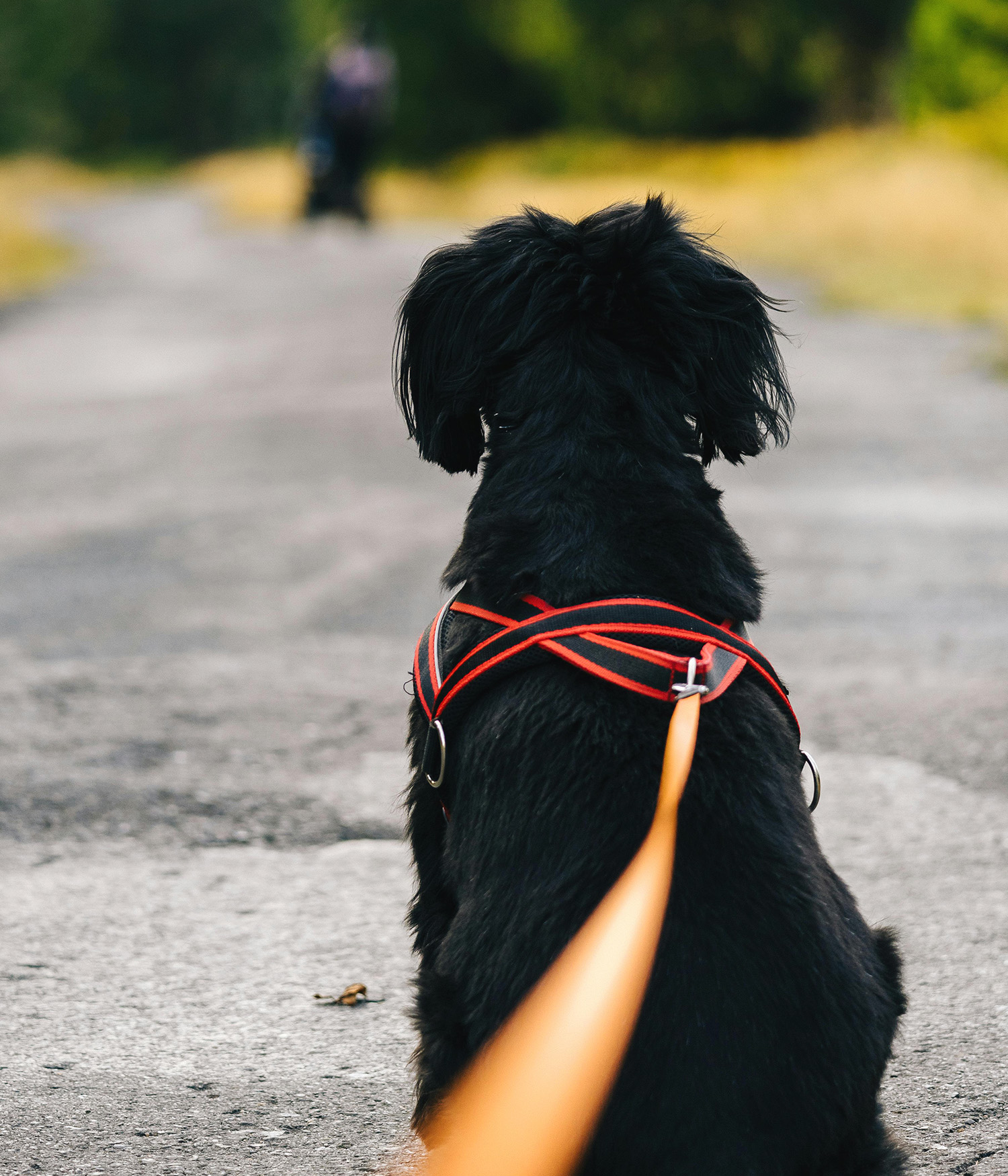 a picture of a black dog on a lead shot from the POV of the walker