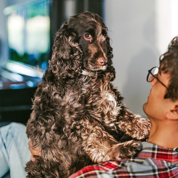 Dog sitting on owner's lap at home.