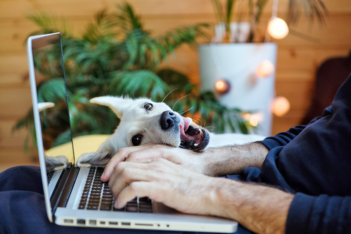 dog on person's computer
