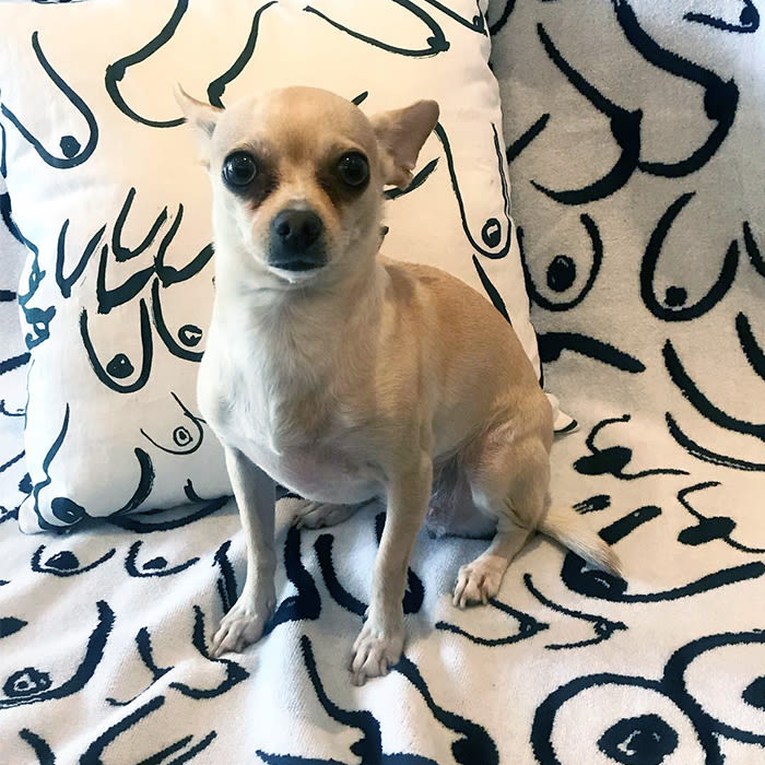 dog with patterned background