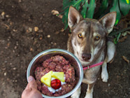 Raw Dog Food For Beginners A Primer On Raw Food For Dogs The Wildest