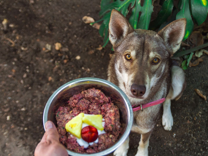 Husky wolf dog sitting waiting for her natural raw food 
