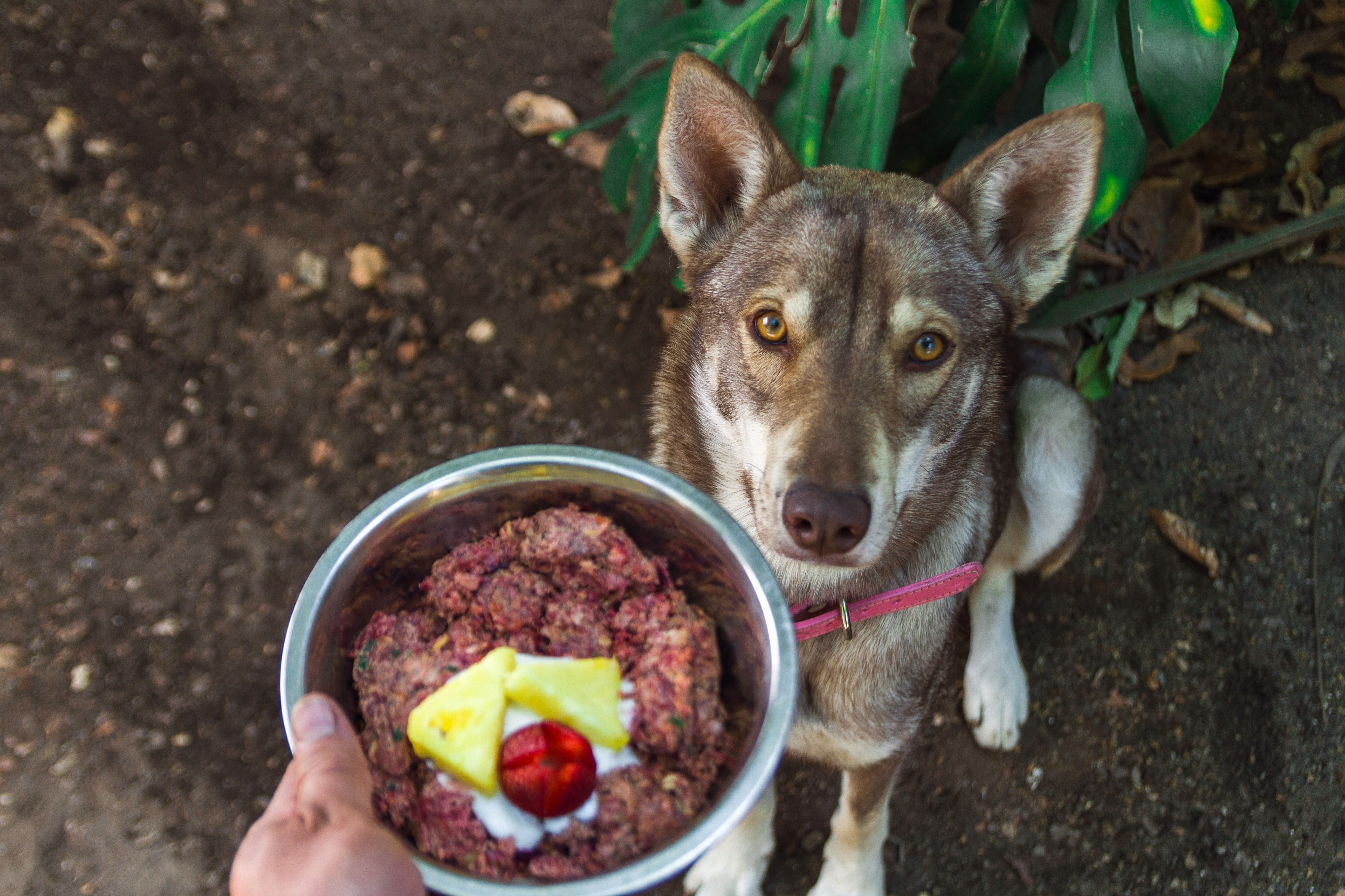 Raw Dog Food for Beginners: A Primer on 