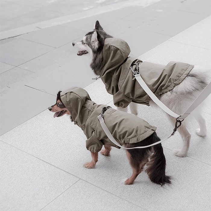 dogs in grey hoodies on neutral leash