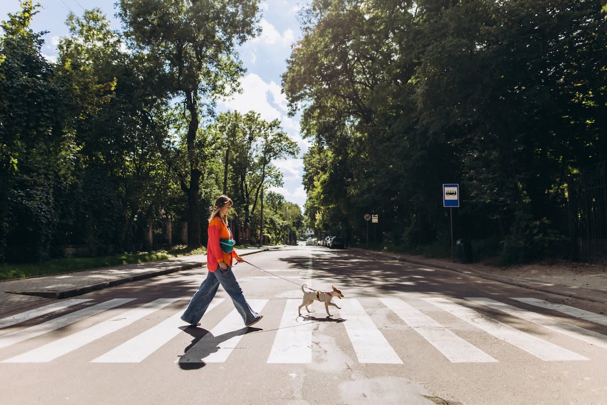 a young woman walks across a zebra crossing with a small dog on a harness