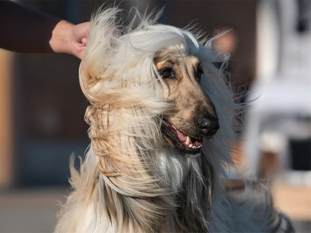 A long-haired dog stands in the wind, fur blowing around their face.