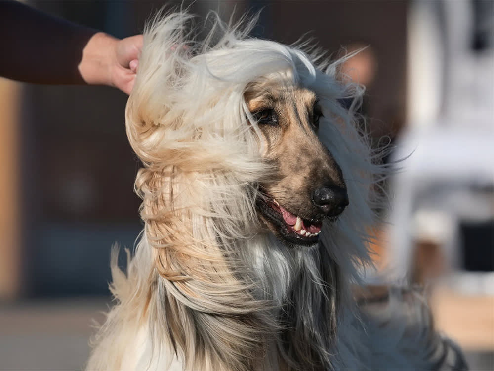 A long-haired dog stands in the wind, fur blowing around their face.