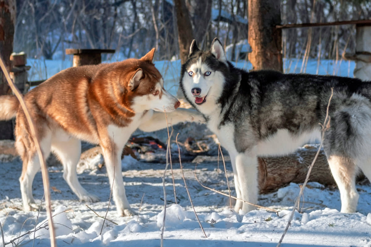 Dog putting their paw on another dog