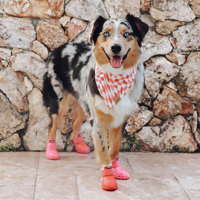 Crocs with dogs on on sale them