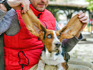 Man playing with Basset Hound's ears outside.