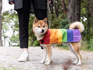 Shiba Inu dog wearing a rainbow raincoat on a path outside while on a leash held by his pet parent, a person wearing black and gray