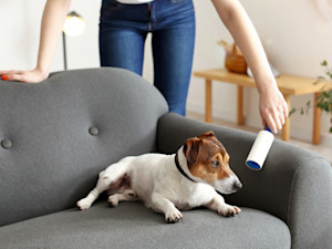 Woman lint rolling her couch while her dog lays down.