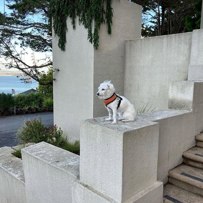 a dog at the steps of Coit Tower