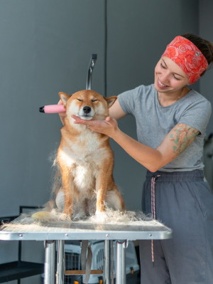Smiling woman grooms a shiba inu dog.