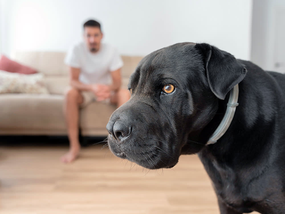 Dog looking alert while man sits on couch at home.
