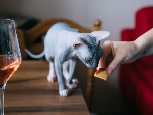 A gray Sphynx cat sniffing an apple slice held out by her owner while standing on a table next to a glass of wine