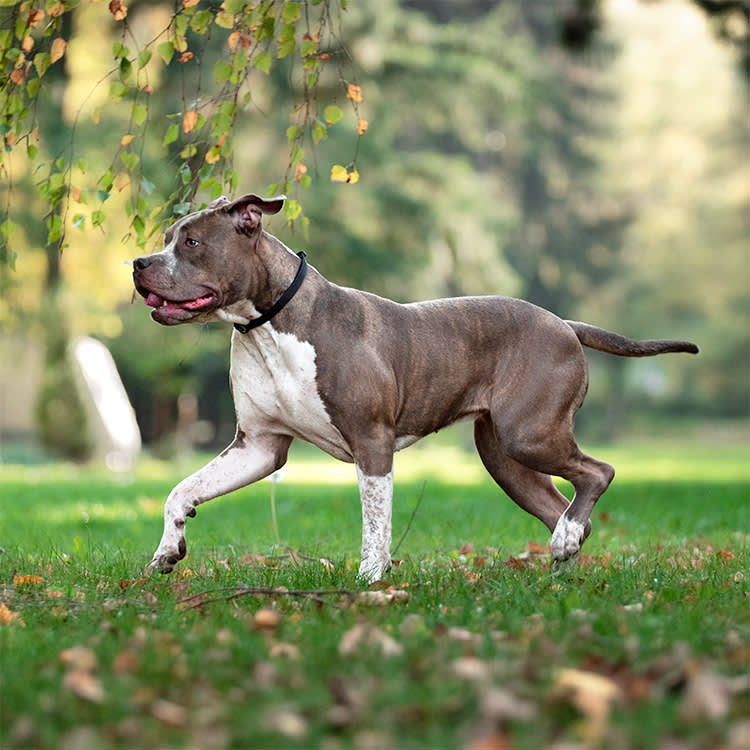 XL Bully running on grass