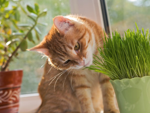 Cat sitting on a window sill eating cat grass