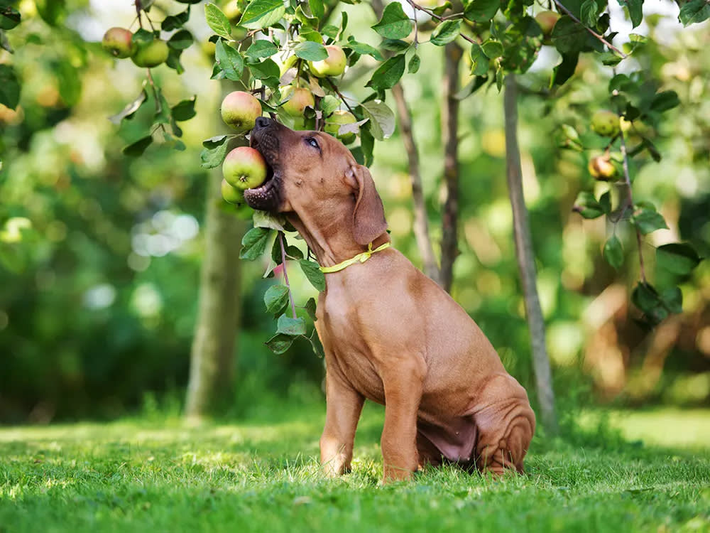a dog sitting under an apple tree with a green apple in their mouth