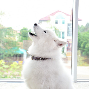 Dog howling at home.