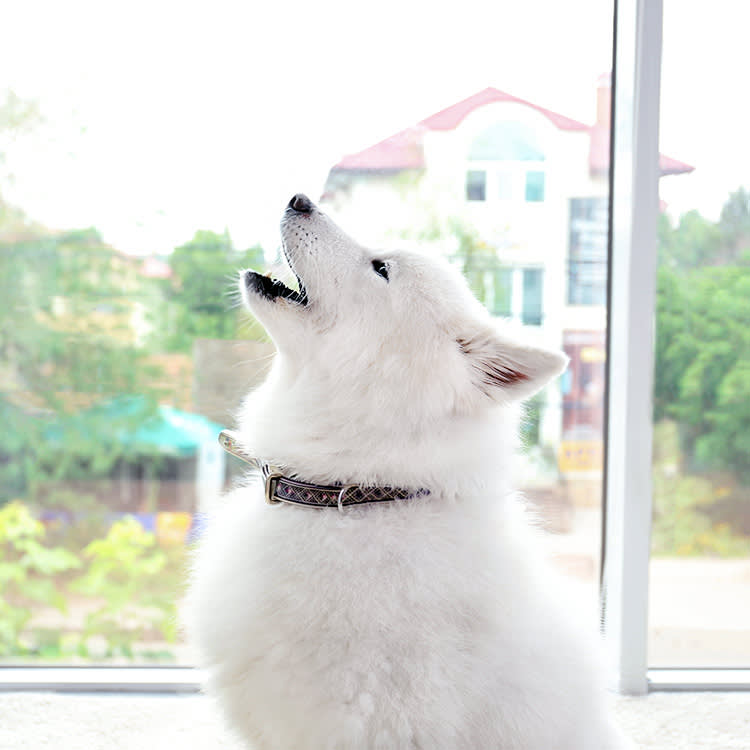 Dog howling at home.