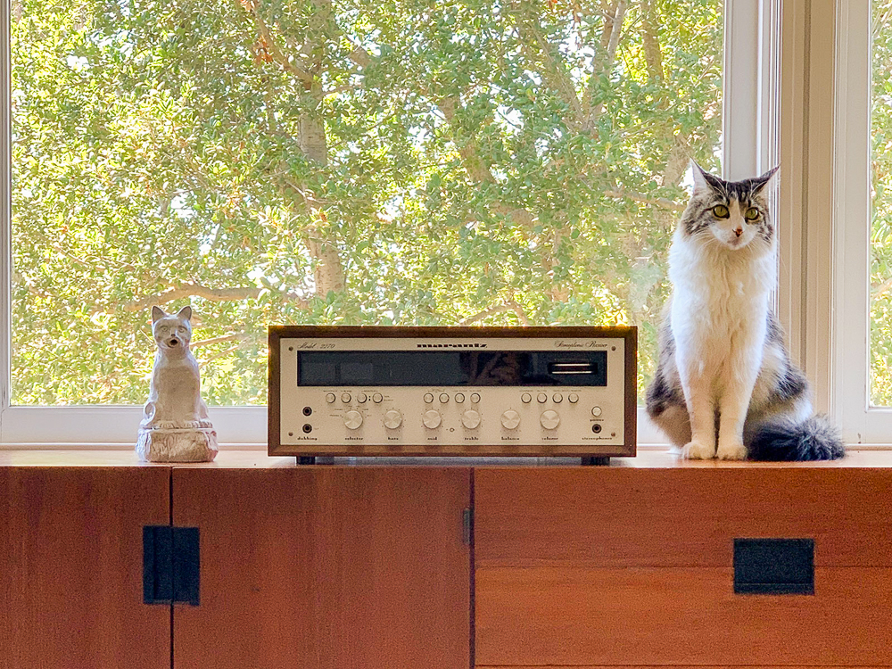 Coco the cat by the window