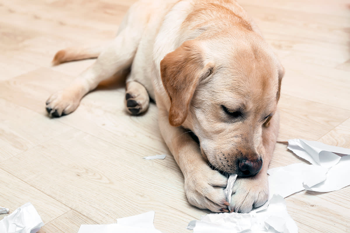 Dog chewing paper