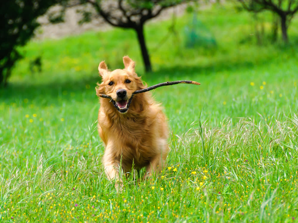 golden retriever