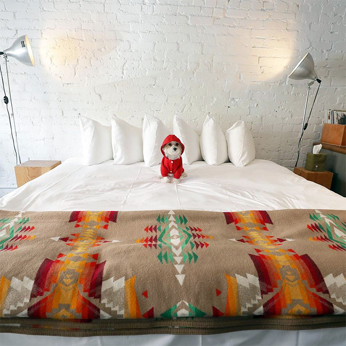 a small white dog at Ace Hotel