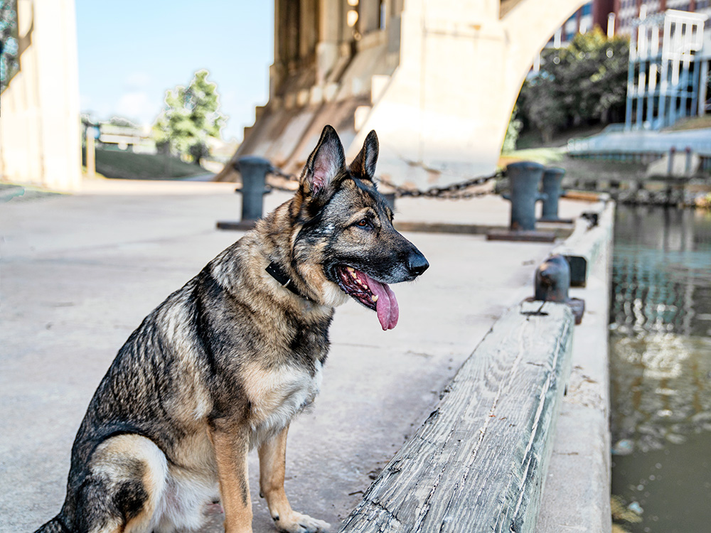 Working dog German Shepherd poses in front of Houston Bayou.
