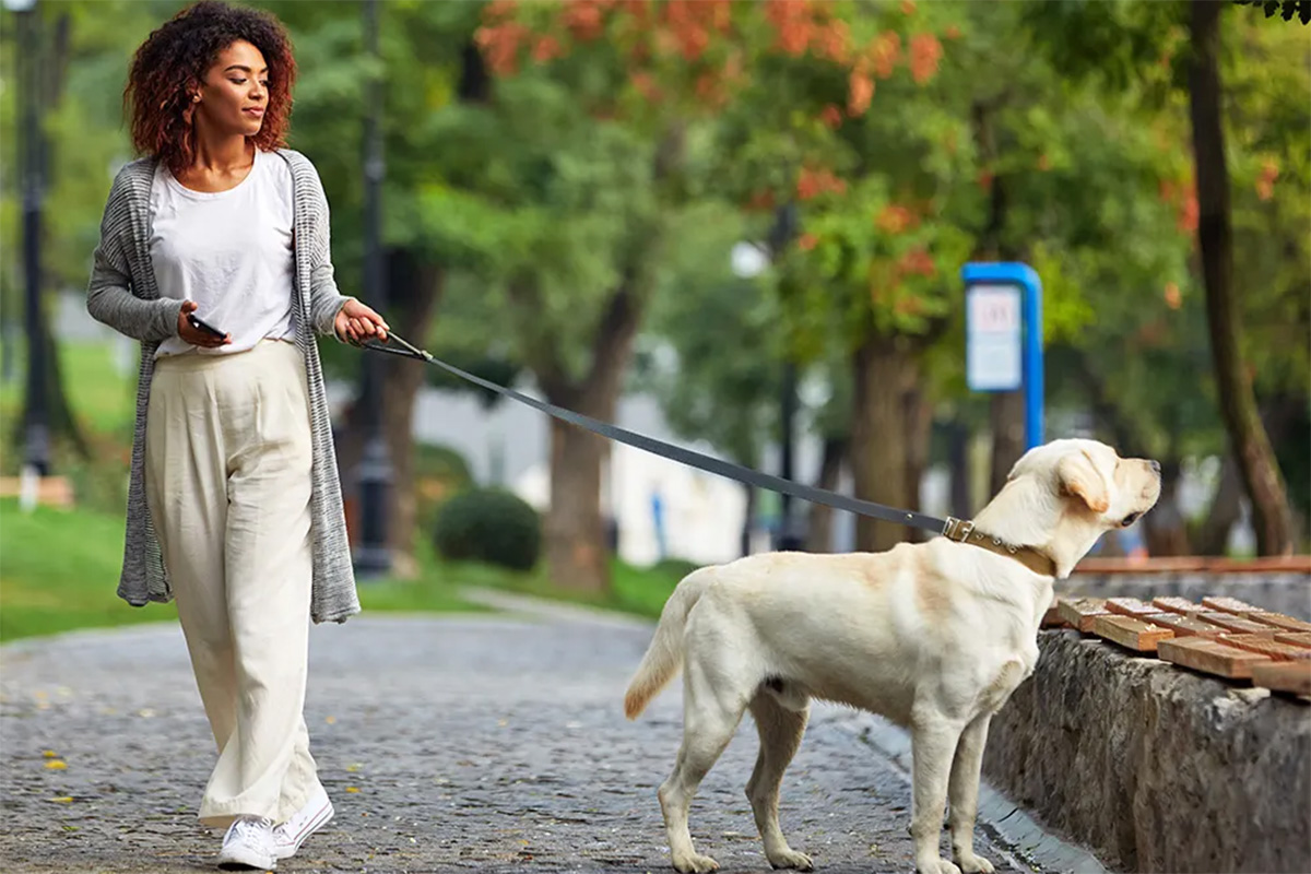 A woman stands in a park with a large dog on a leash.