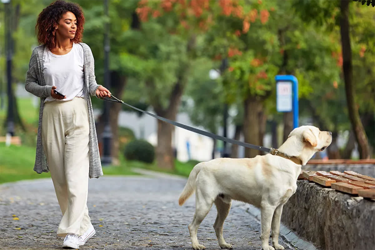 A woman stands in a park with a large dog on a leash.