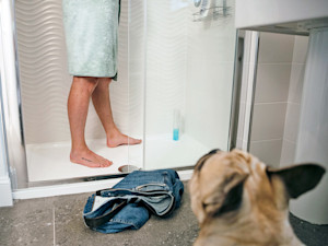 Cute dog watching pet parent in the shower.