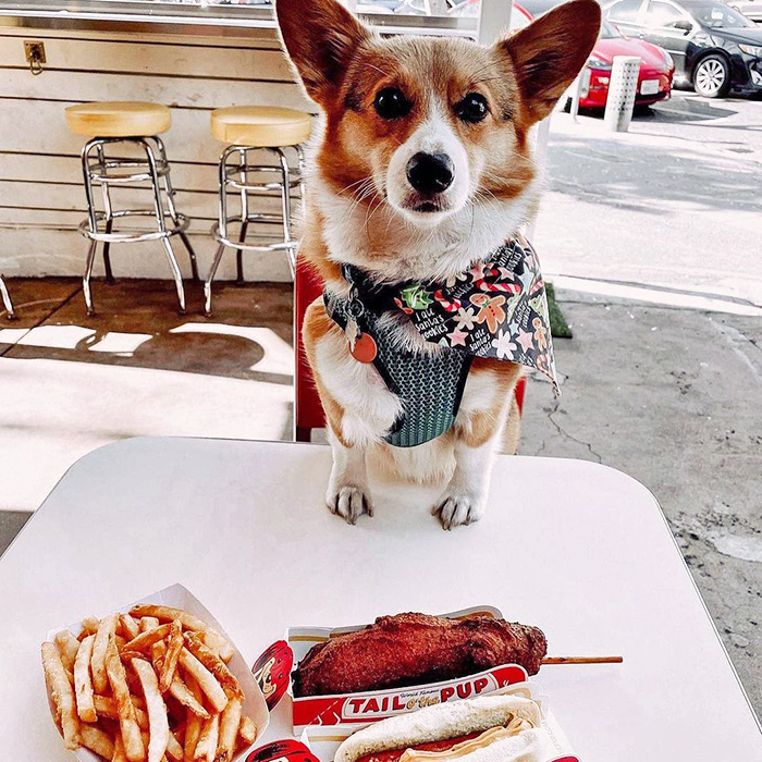 A Corgi at Tail O’ the Pup
