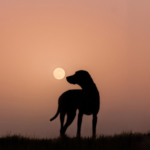 Dog looking at full moon outside.