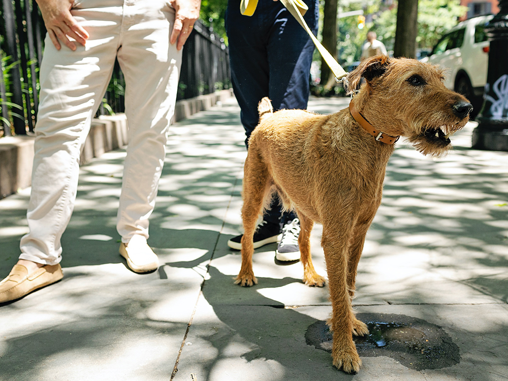 derek lam and roscoe